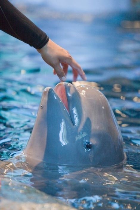 Baby beluga whale, Shedd Aquarium, Chicago, United States