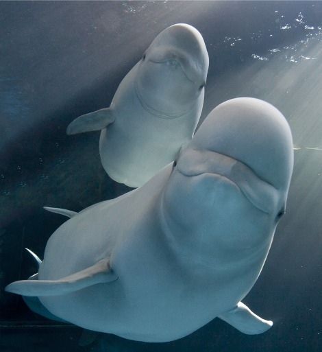 Baby beluga whale, Shedd Aquarium, Chicago, United States