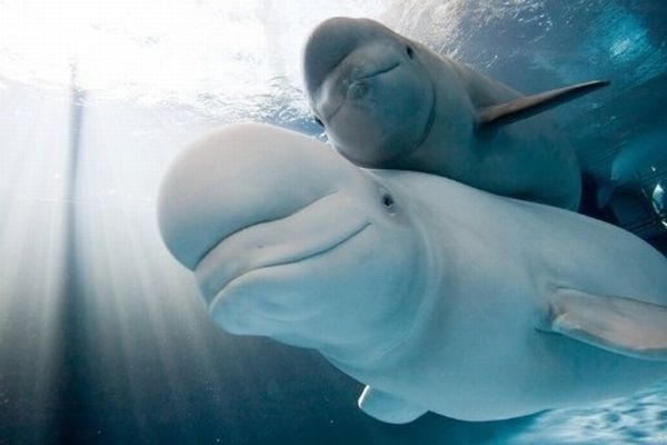 Baby beluga whale, Shedd Aquarium, Chicago, United States