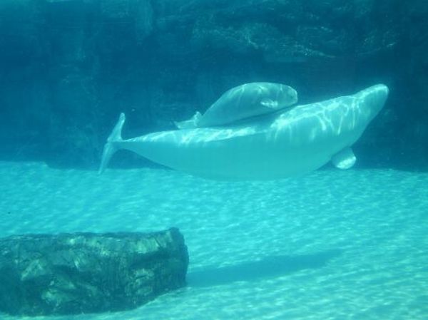 Baby beluga whale, Shedd Aquarium, Chicago, United States