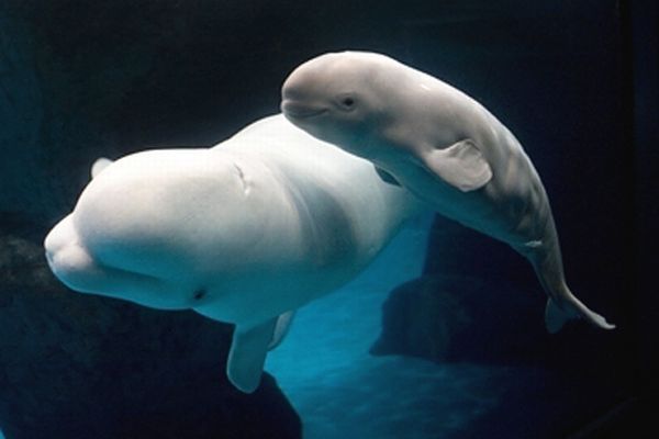 Baby beluga whale, Shedd Aquarium, Chicago, United States