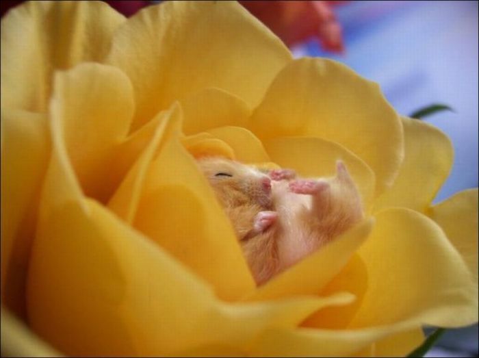 cute hamsters