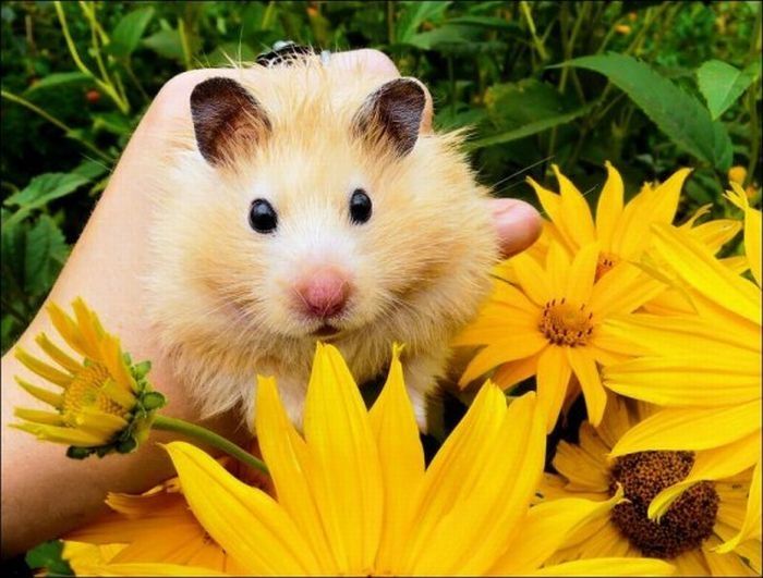 cute hamsters