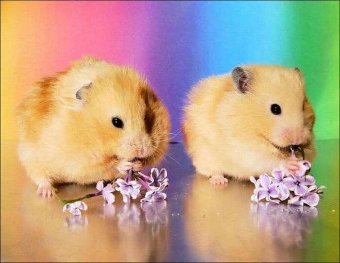 cute hamsters