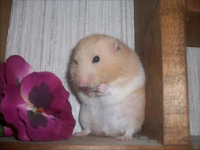 cute hamsters