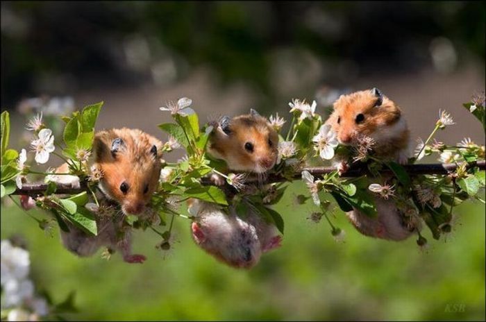 cute hamsters