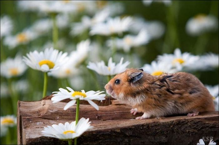 cute hamsters