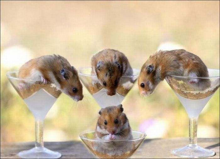 cute hamsters