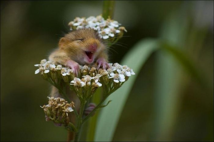 cute hamsters