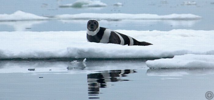 ribbon seal