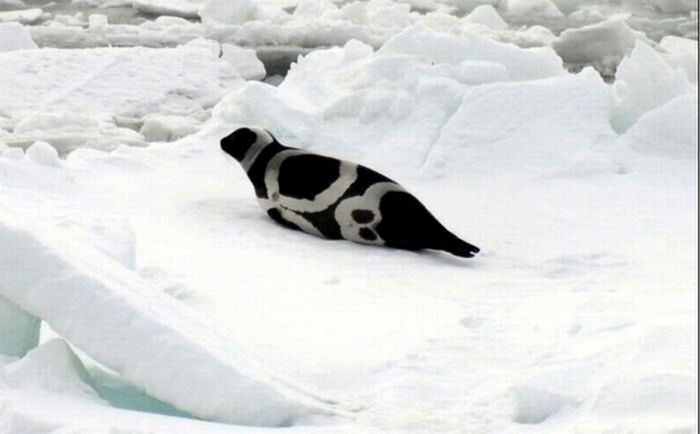 ribbon seal