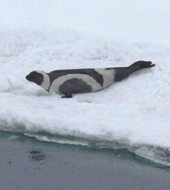 ribbon seal