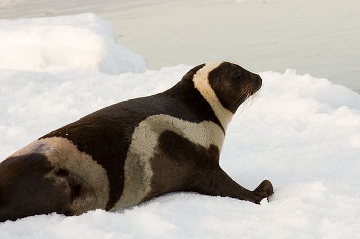 ribbon seal