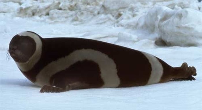 ribbon seal