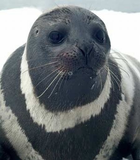 ribbon seal