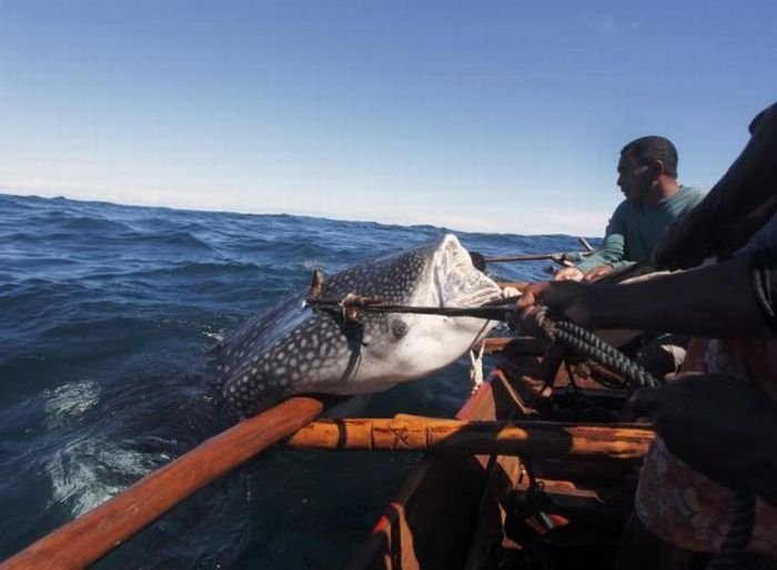 Whale hunting, Indonesia