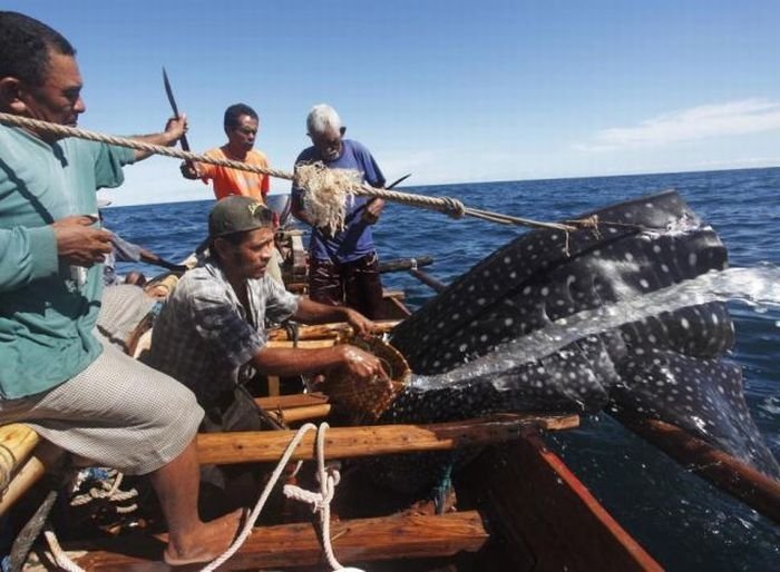 Whale hunting, Indonesia