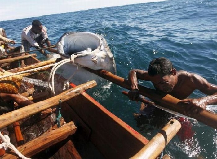 Whale hunting, Indonesia