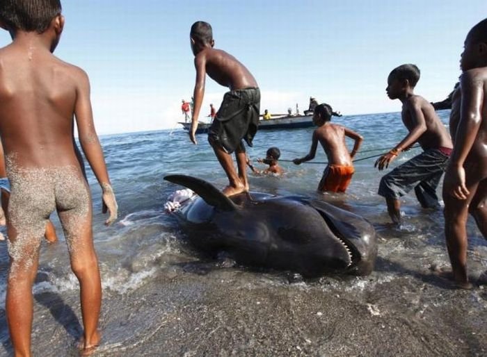 Whale hunting, Indonesia