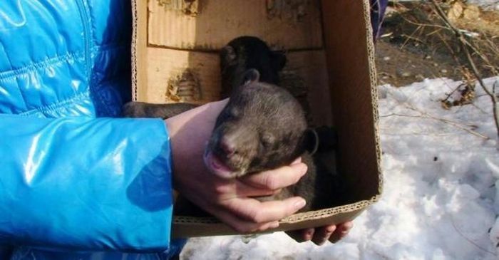 Himalayan bear cubs, Vladivostok, Russia