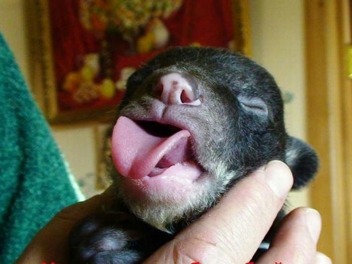 Himalayan bear cubs, Vladivostok, Russia