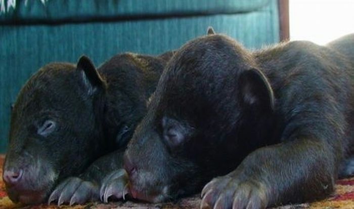 Himalayan bear cubs, Vladivostok, Russia