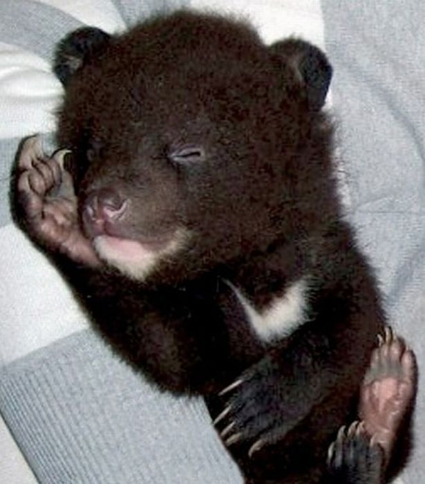 Himalayan bear cubs, Vladivostok, Russia