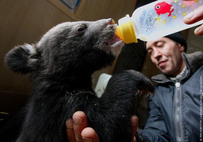 Himalayan bear cubs, Vladivostok, Russia