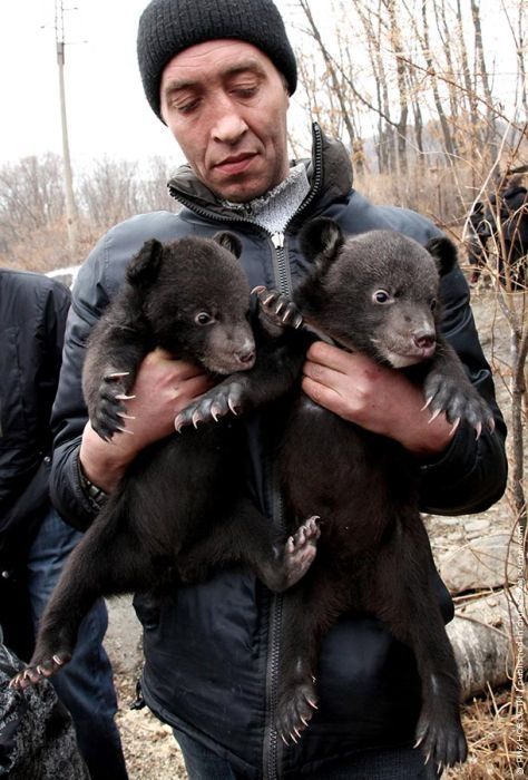 Himalayan bear cubs, Vladivostok, Russia