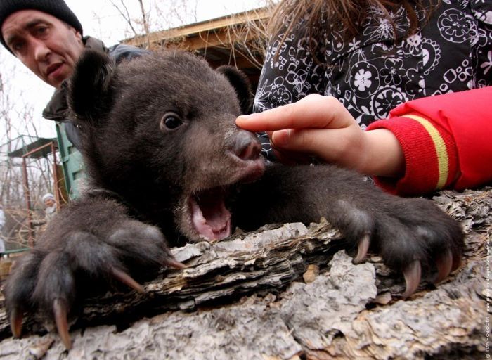 Himalayan bear cubs, Vladivostok, Russia