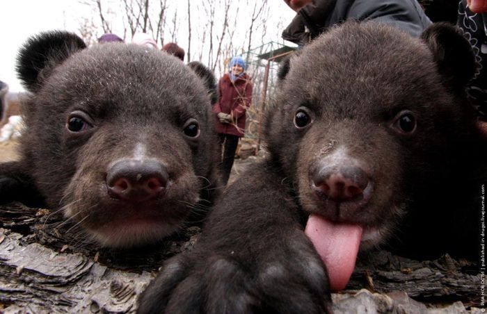 Himalayan bear cubs, Vladivostok, Russia