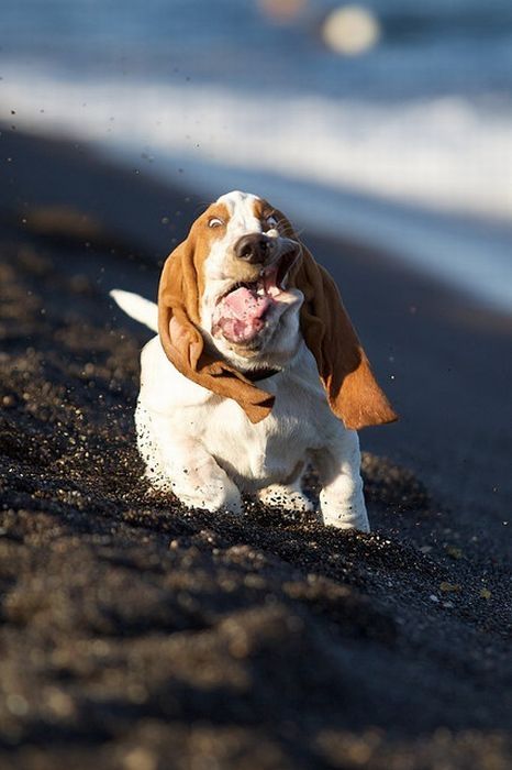 basset hound