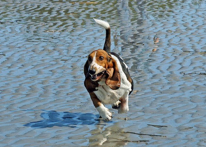 basset hound