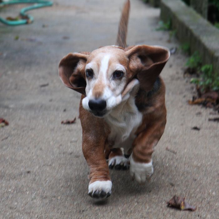 basset hound