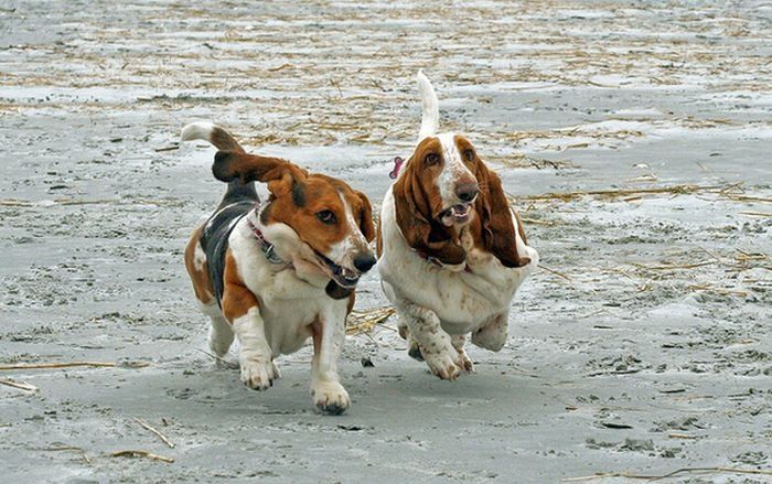 basset hound