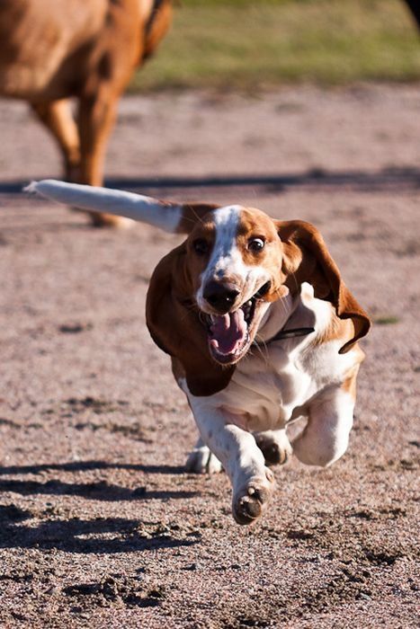 basset hound