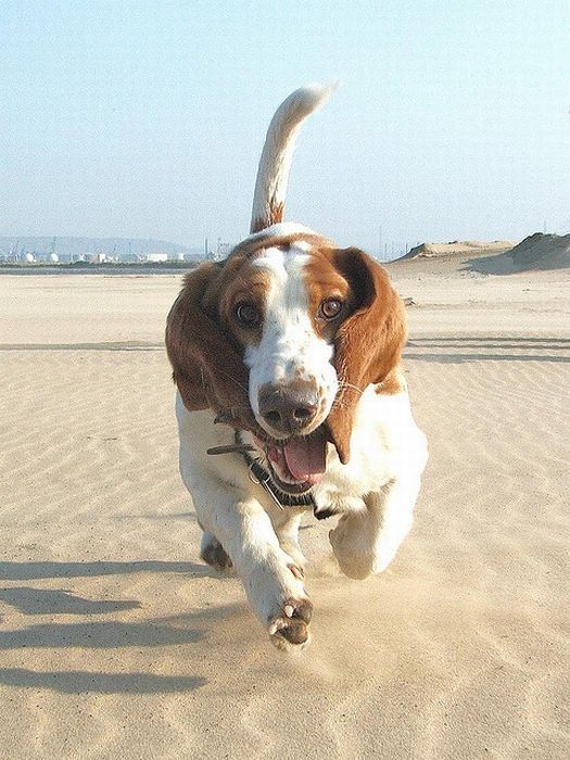 basset hound