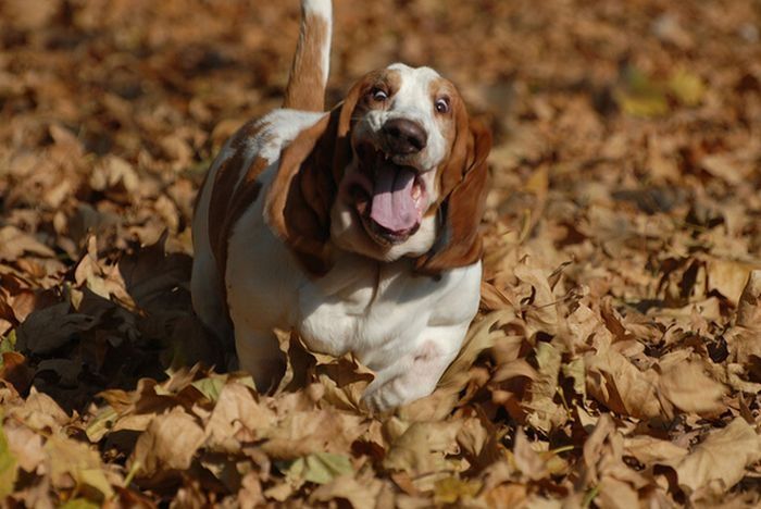 basset hound