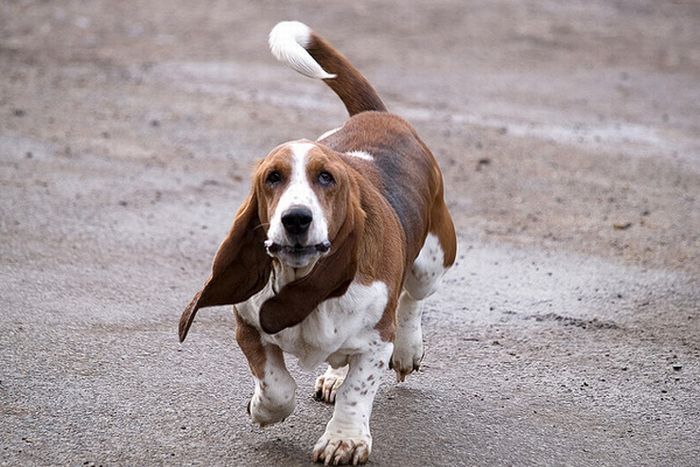 basset hound