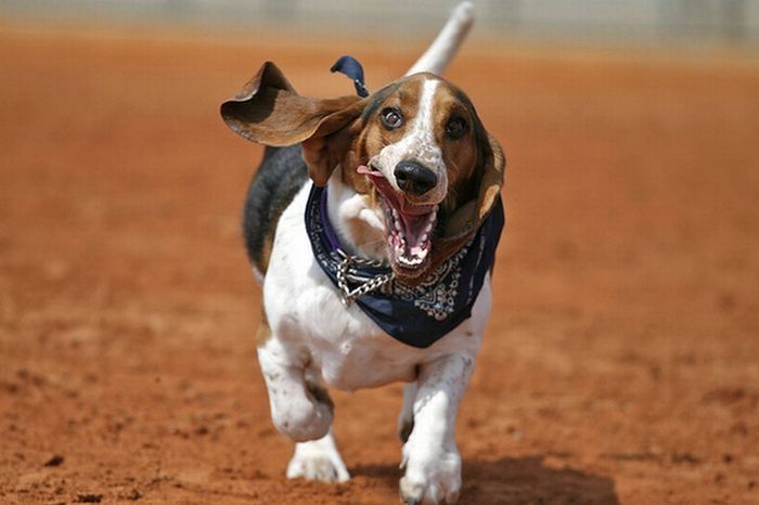 basset hound