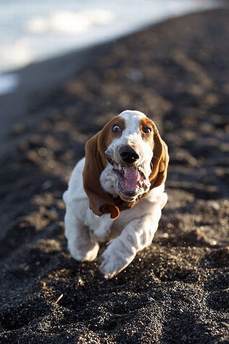 basset hound