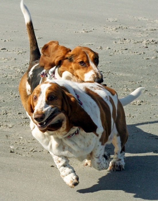 basset hound