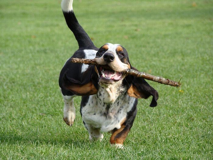 basset hound