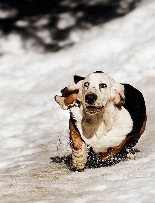 basset hound