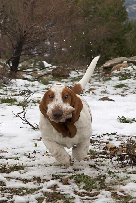 basset hound