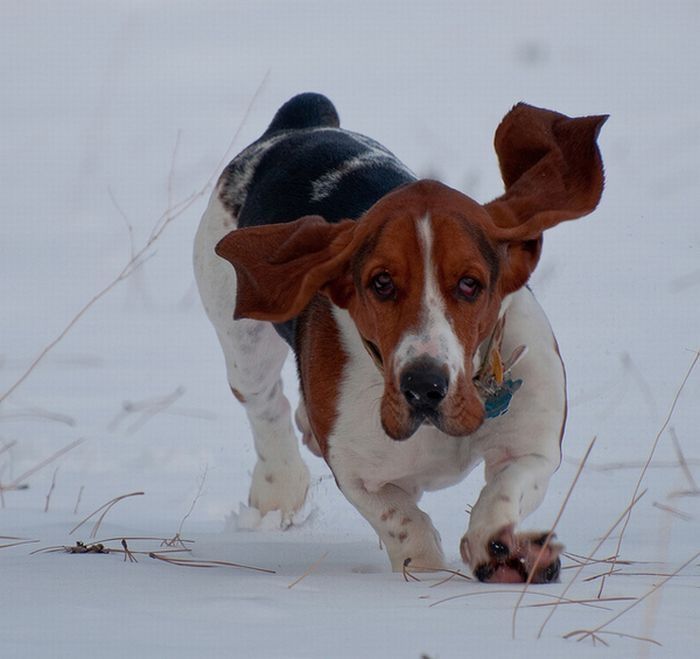 basset hound