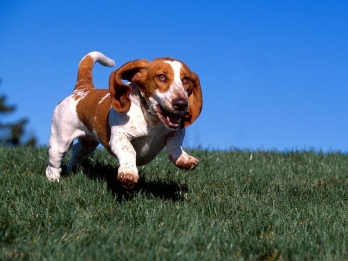 basset hound