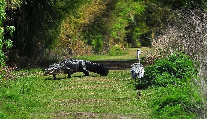 heron steals baby alligator