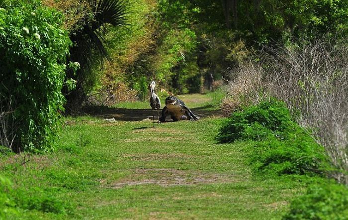 heron steals baby alligator