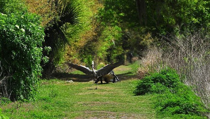 heron steals baby alligator